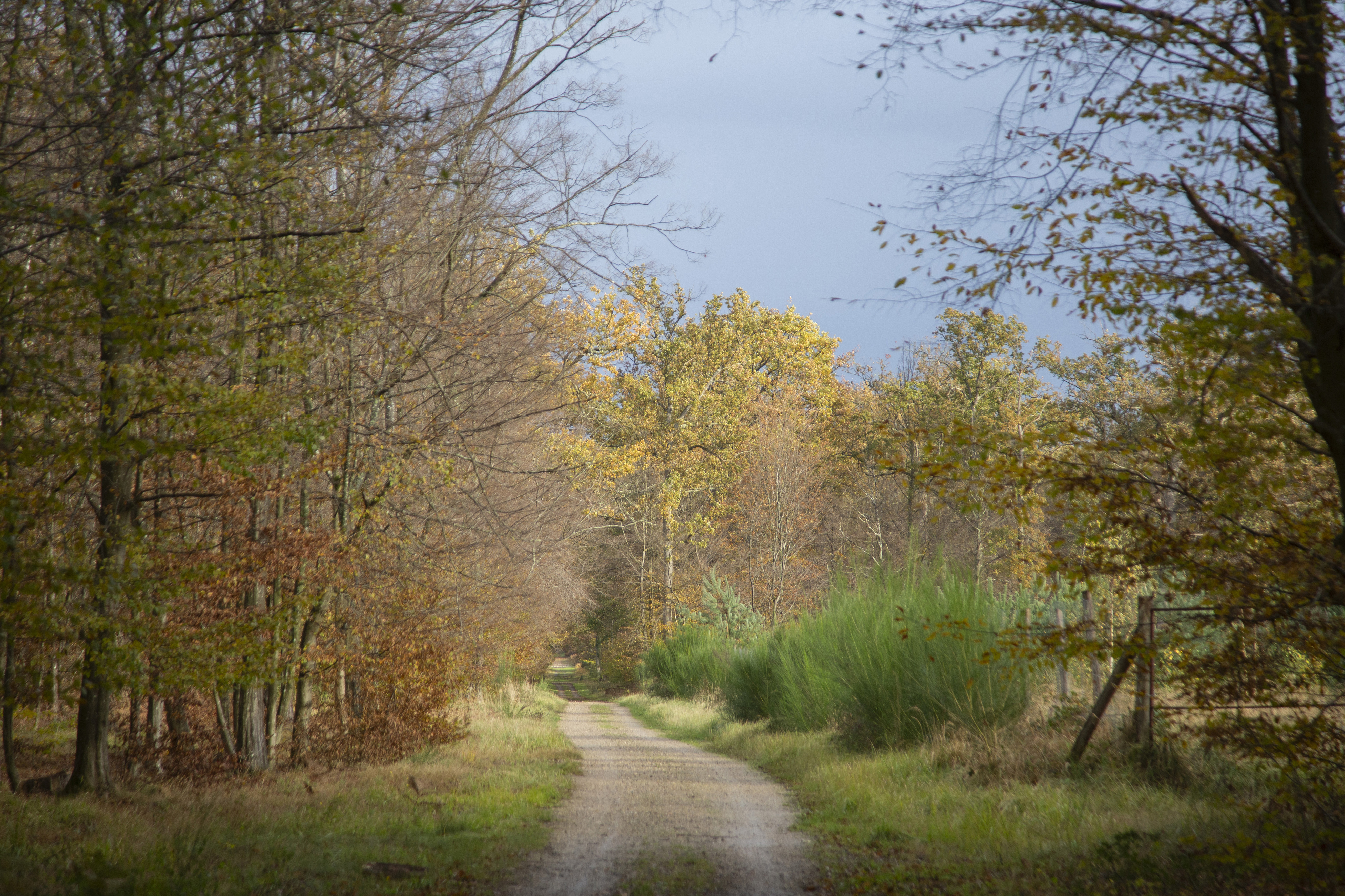 Un plan d’aménagement de crise pour la forêt du Château de Chantilly