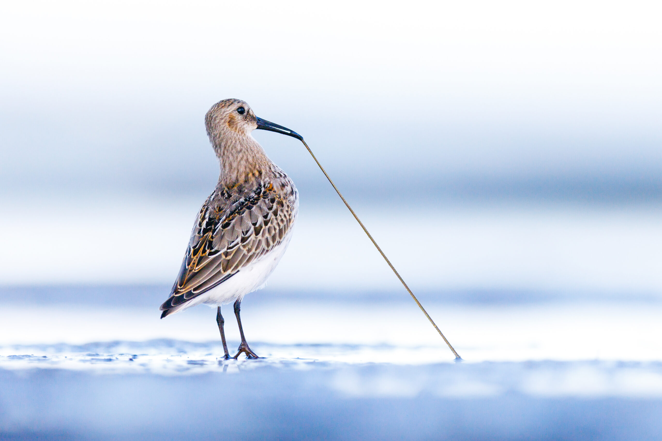 Baie de Somme : les réservations sont ouvertes pour le 35ème Festival de l’Oiseau