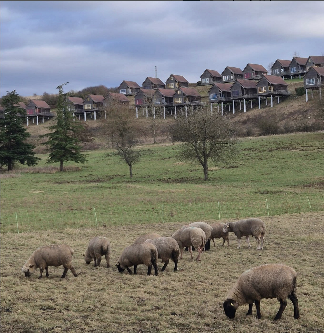 En baie de Somme, les moutons entretiennent la réserve du Domaine du Val de Grand-Laviers