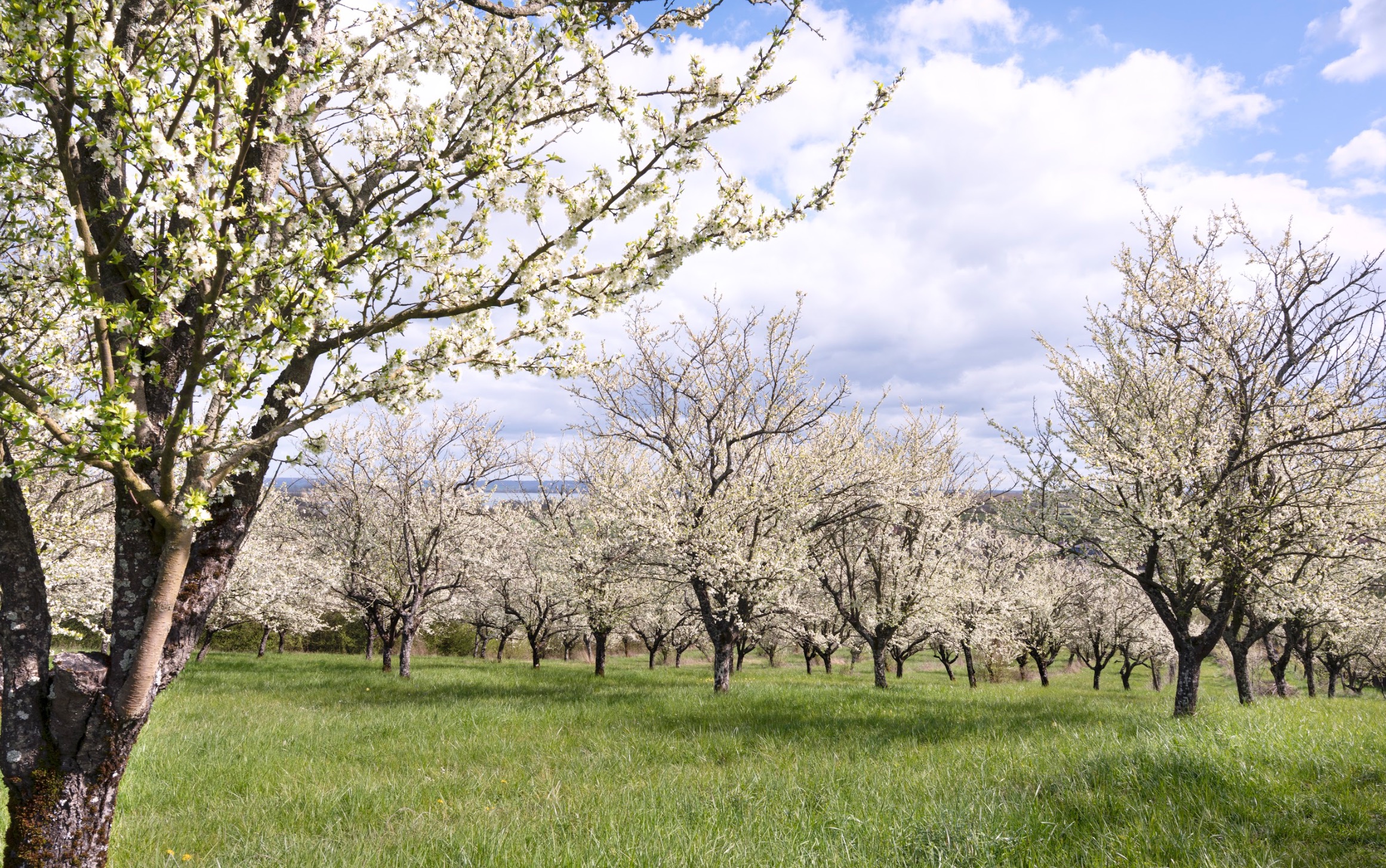 Mirabelles IGP de Lorraine : vers une saison comparable à 2025