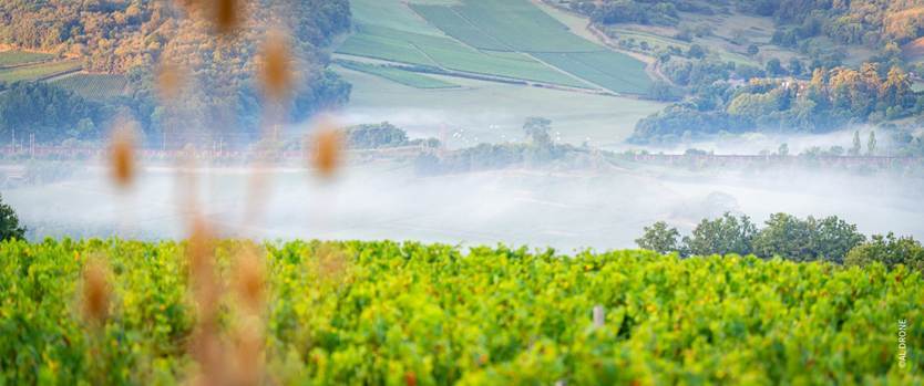 Une quinzaine pour sensibiliser à la biodiversité dans le vignoble
