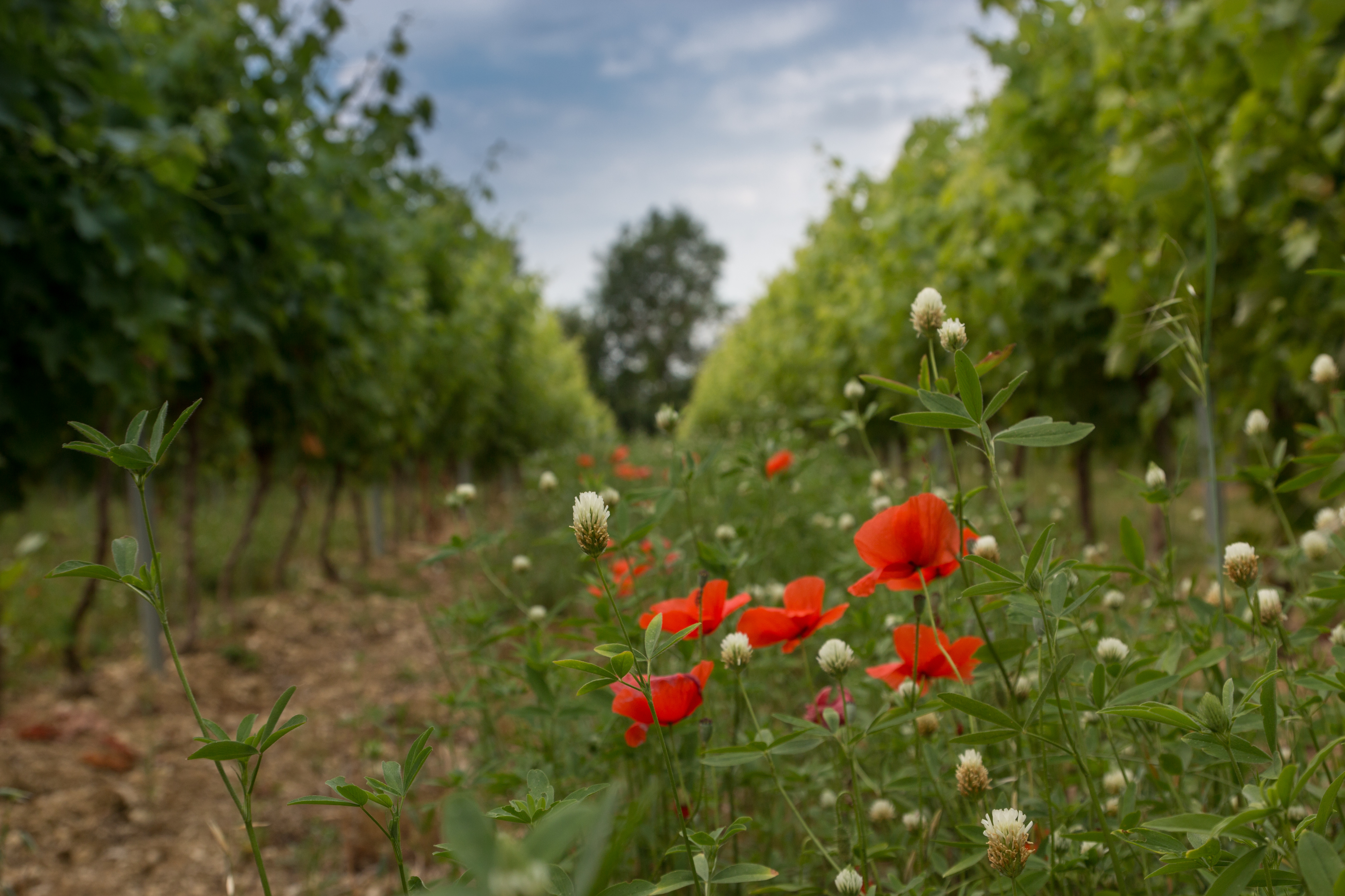 Azé met en lumière la richesse de sa biodiversité