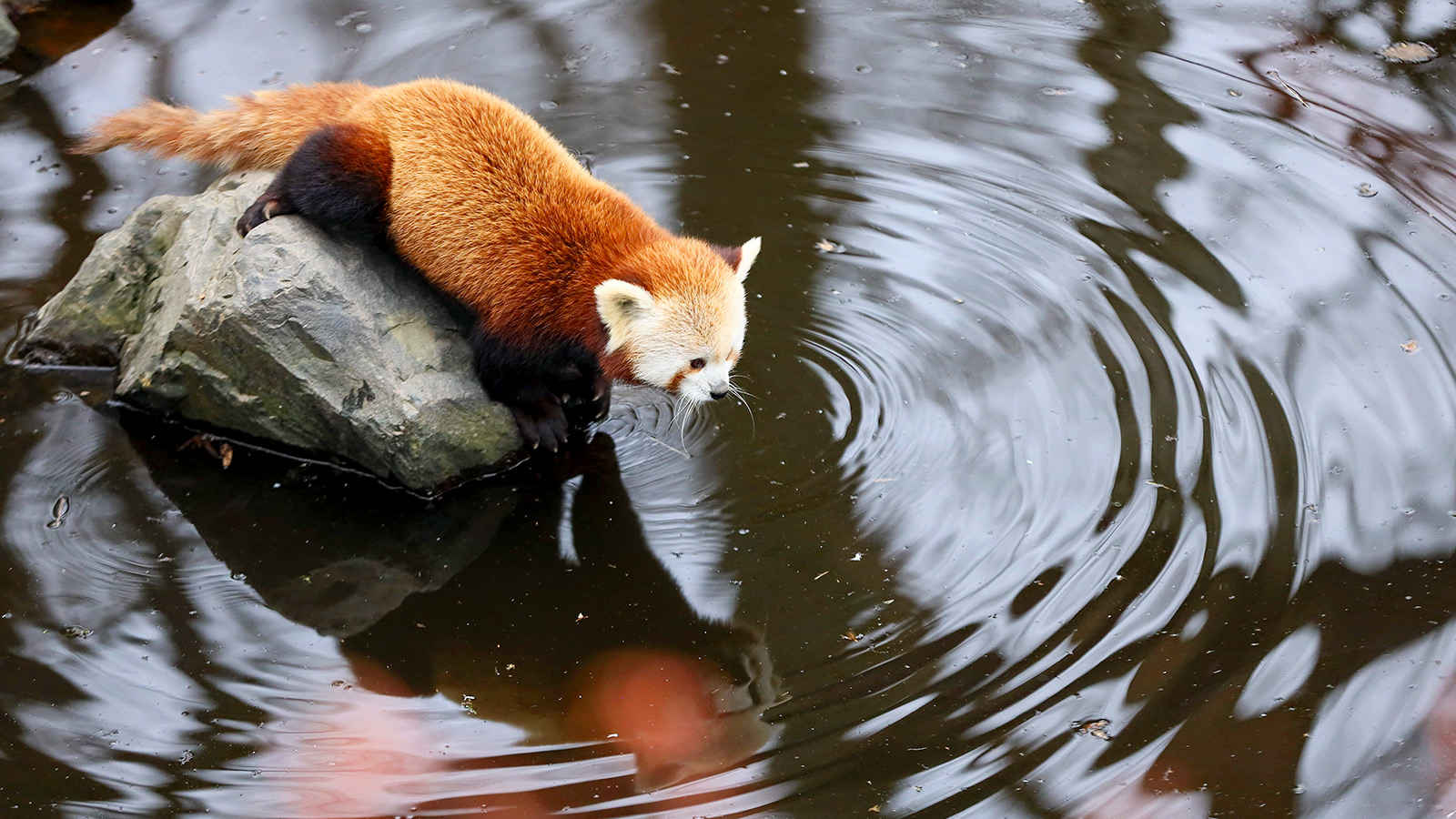 Canicule : comment le parc animalier de Sainte-Croix à Rhodes protège ses animaux