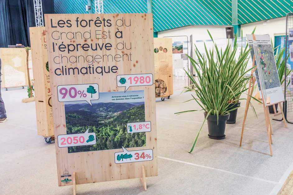 Les forêts du Grand Est face au défi climatique : une exposition à découvrir cet été