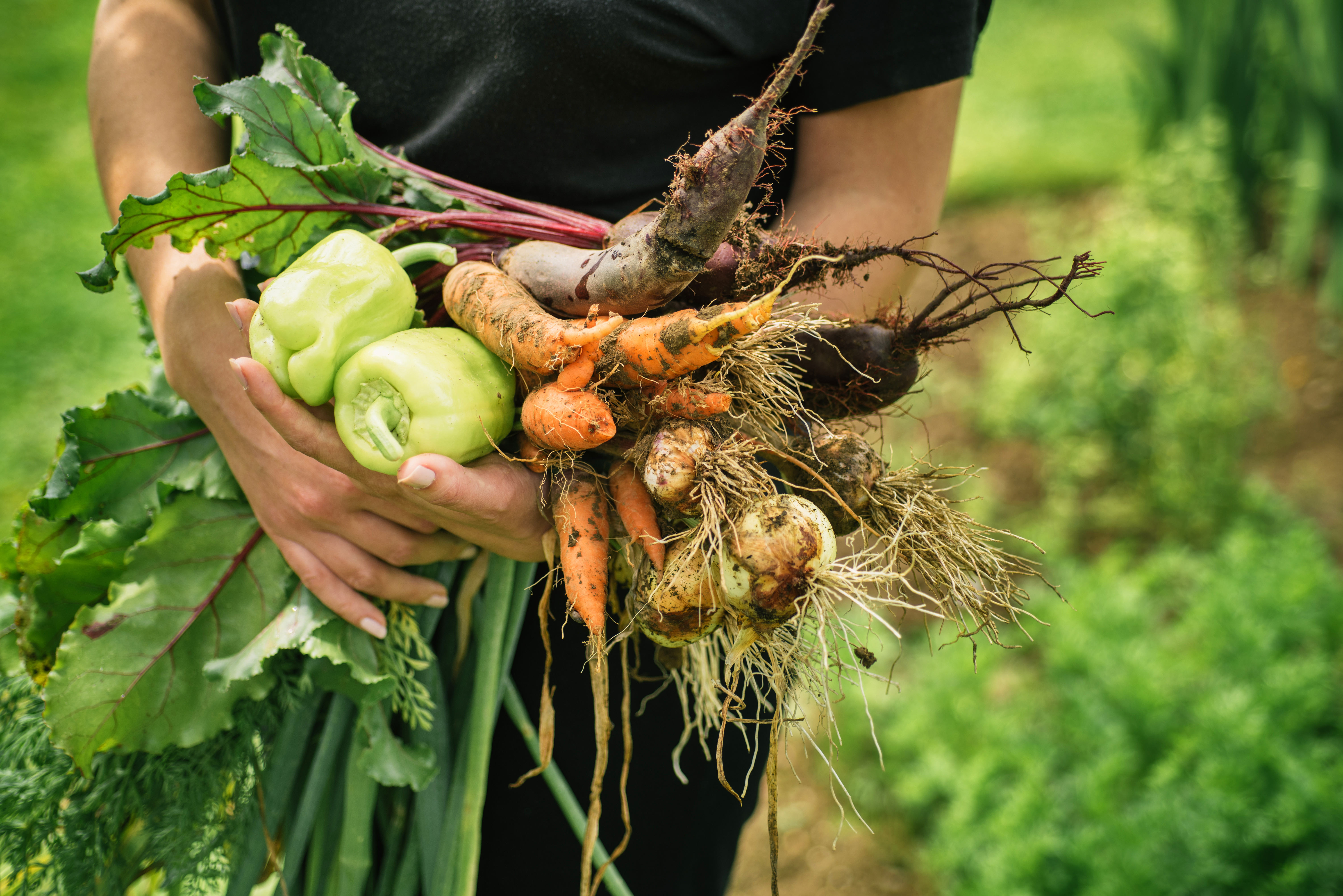 Consommation : un retour progressif du bio dans les achats alimentaires des Hauts-de-France