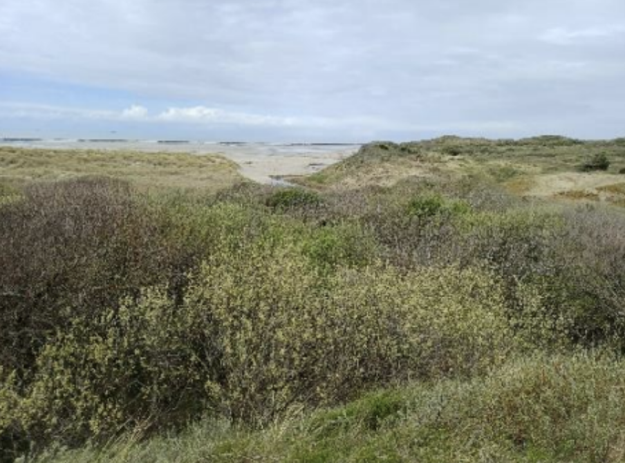 Pas-de-Calais : les dunes du Mont Saint-Frieux lauréates de la 4e saison de Mission Nature
