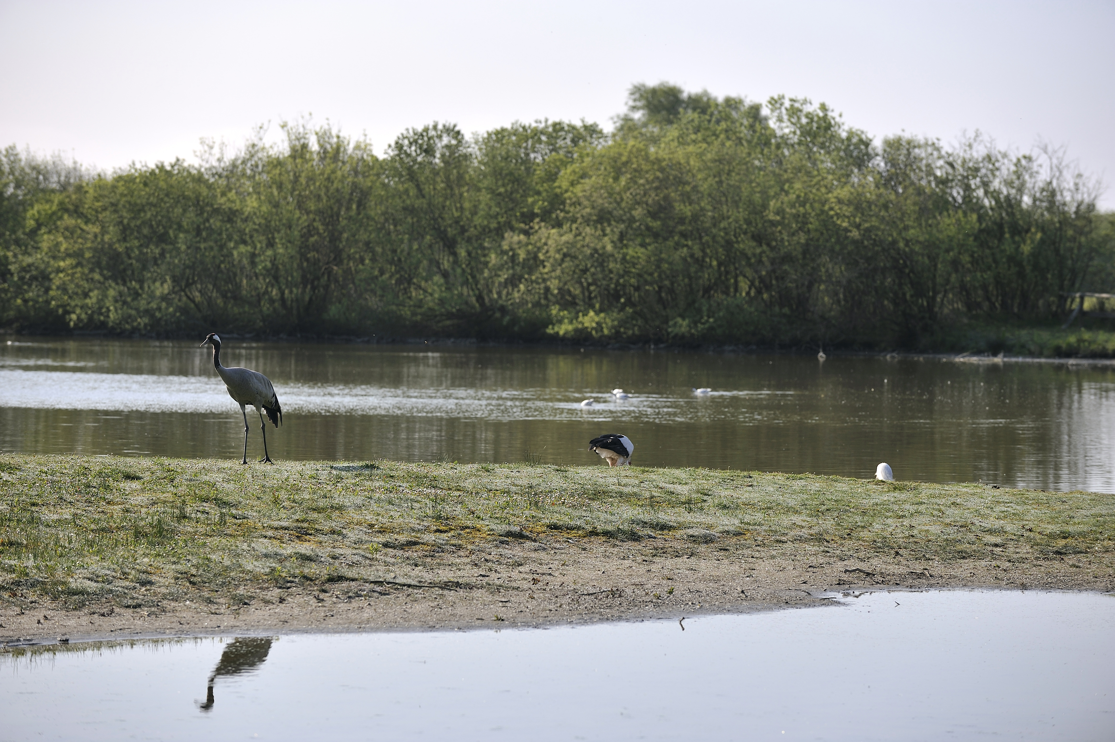 Somme : Le Parc du Marquenterre expérimente un dispositif IA pour gérer les pics de fréquentation