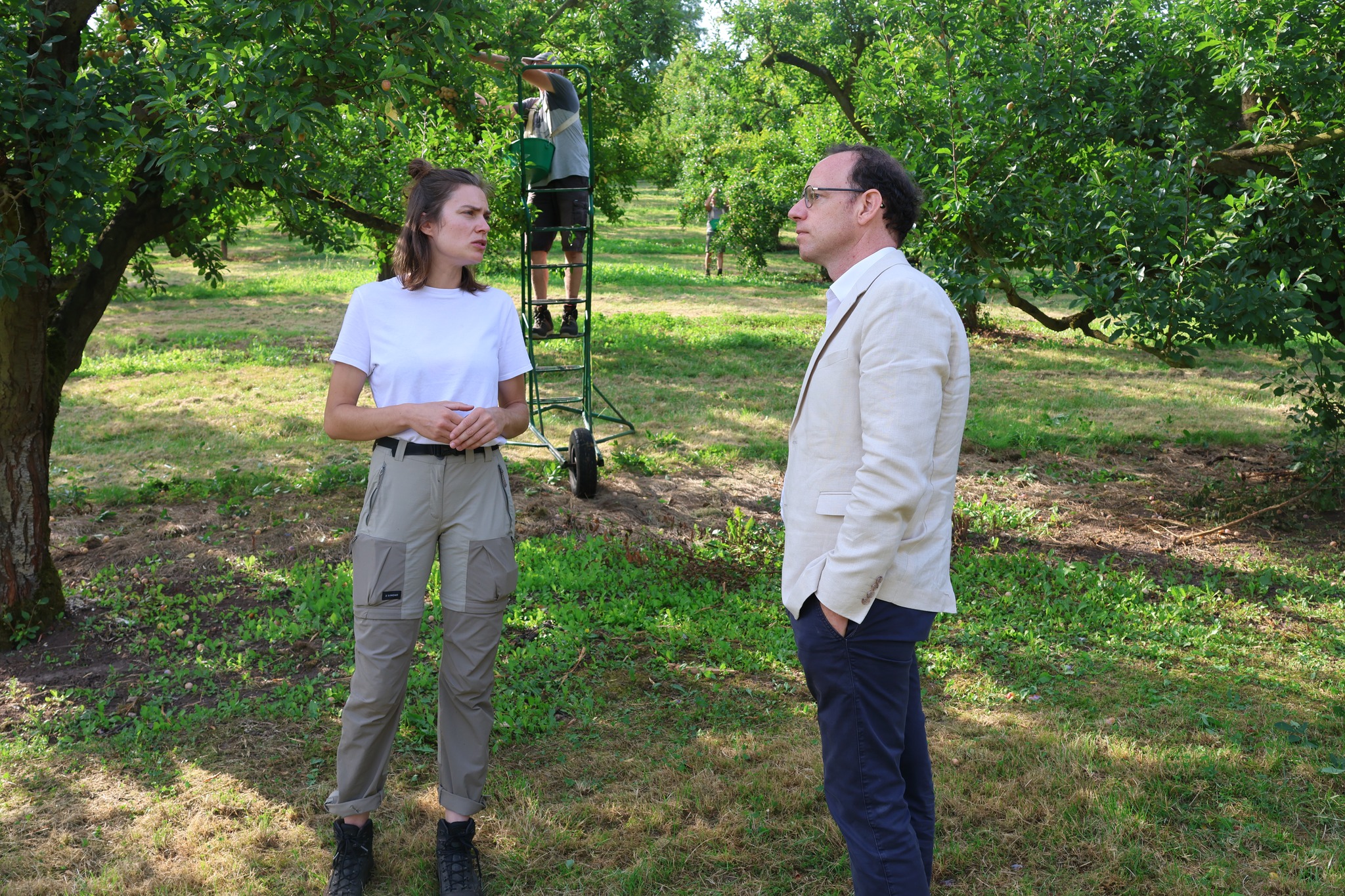 La mirabelle : l’ambassadrice de la Lorraine