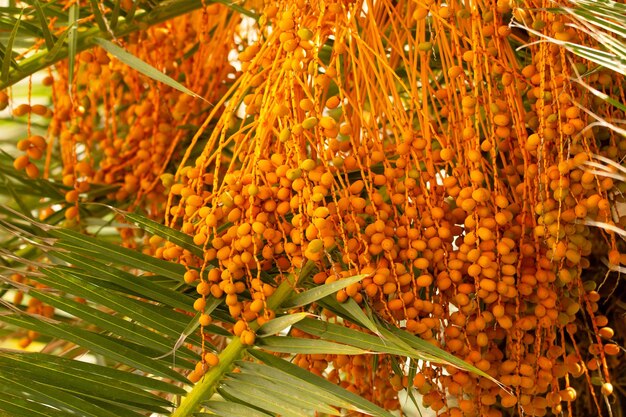 De déchet à matière première, Dattissime trace la voie d’une cosmétique durable