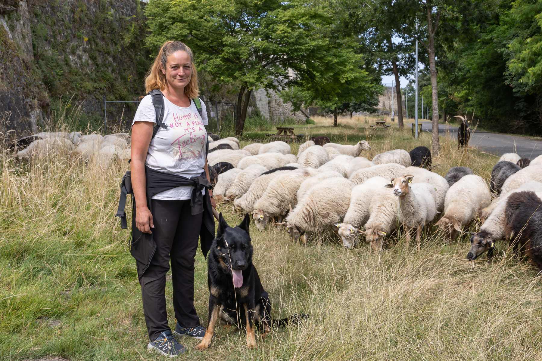 L'éco-pâturage, la biodiversité au cœur des espaces