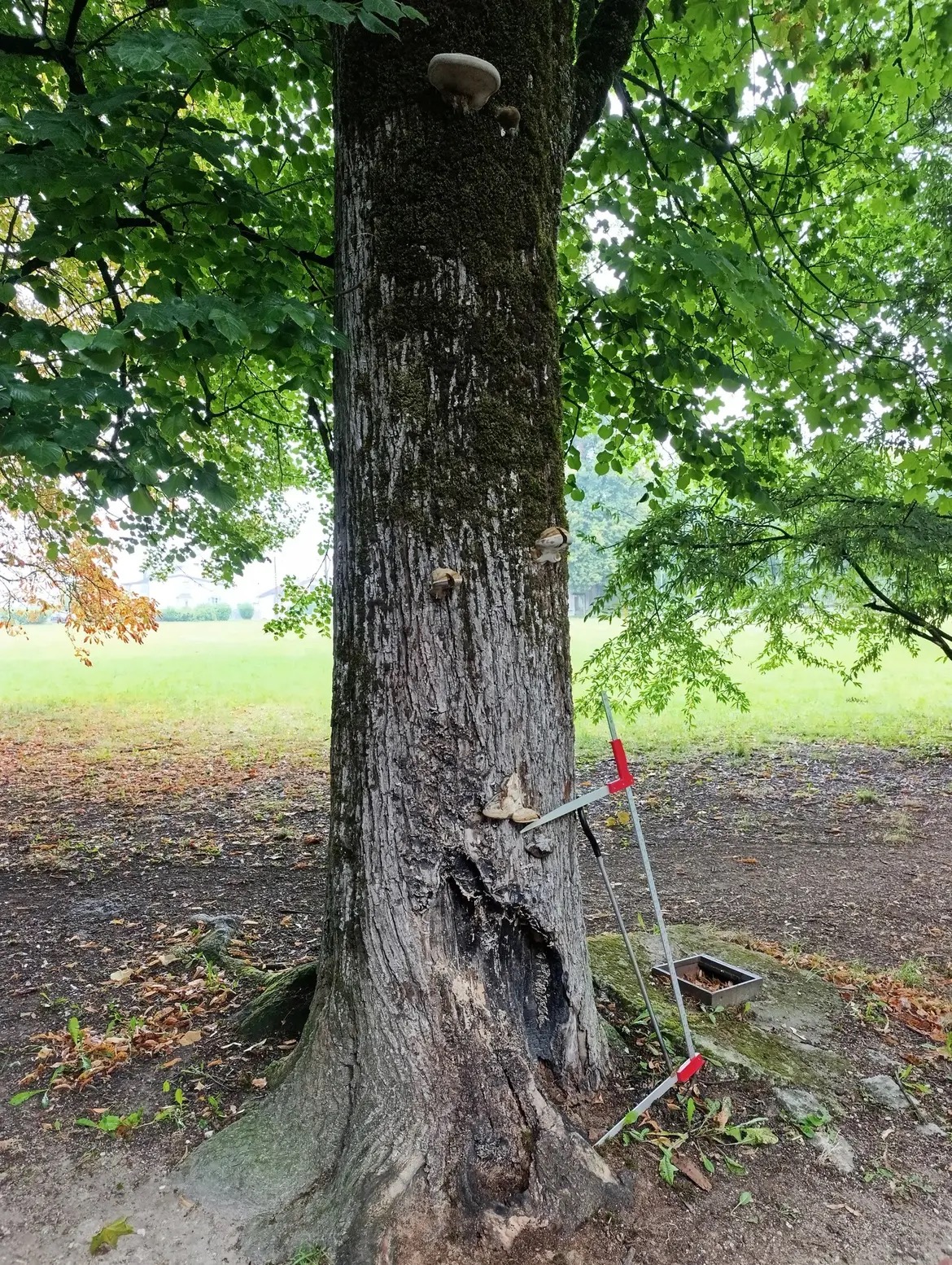 Le Grand Verdun lance une campagne de diagnostic du patrimoine arboré