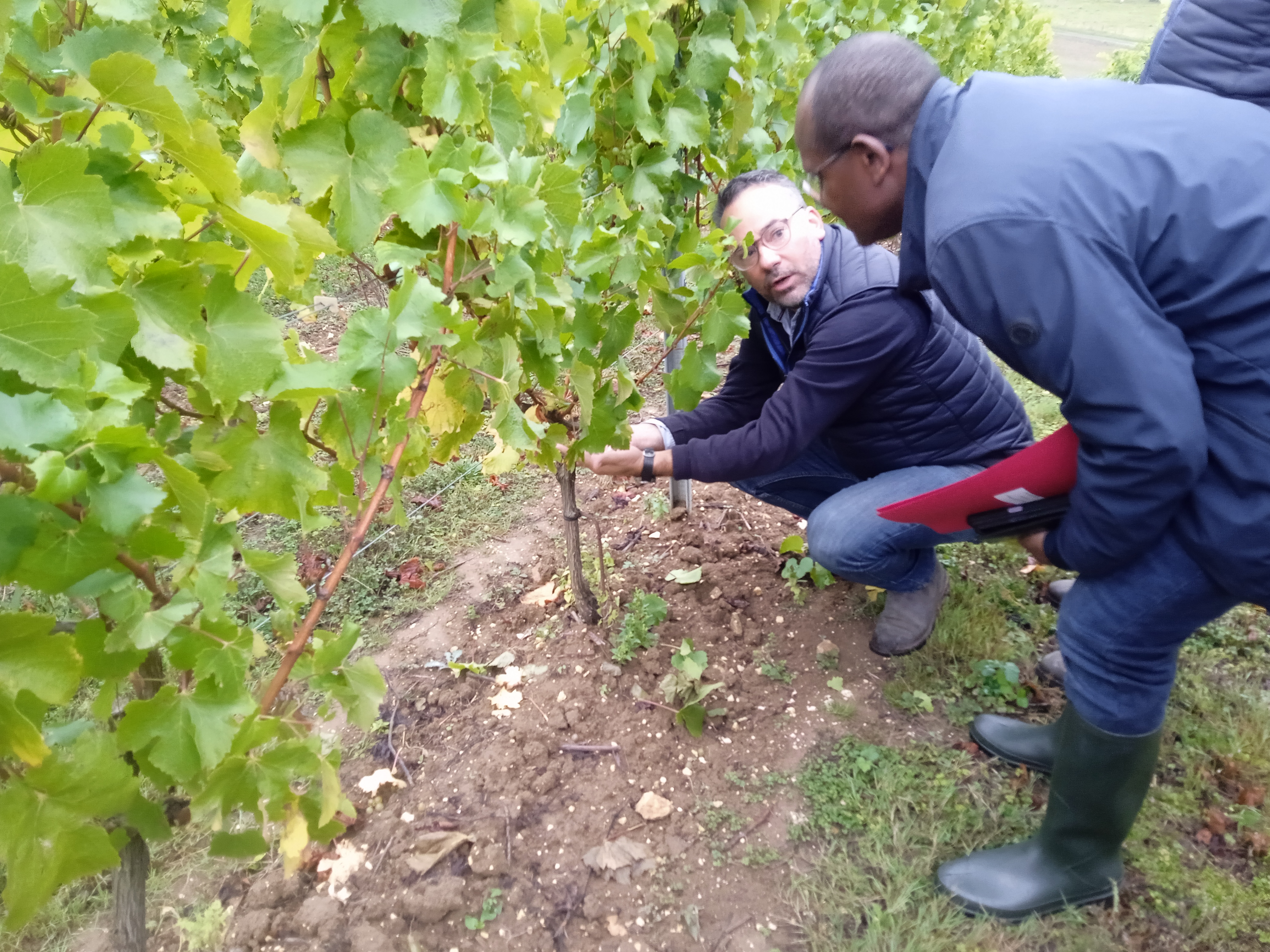 À Moÿ-de-l’Aisne, deux agriculteurs partagent la passion de la terre et… de la vigne