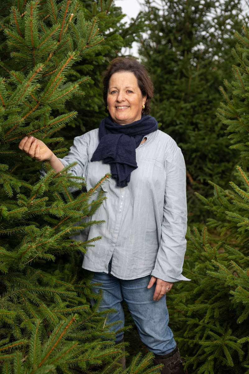 Les Sapins de Noël Vecten, stars des fêtes