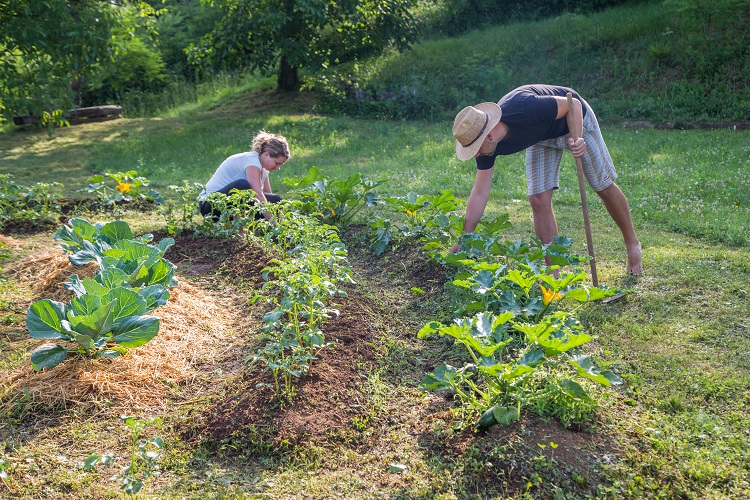 De la Vendée à Nancy, la permaculture en pleine expansion avec un nouveau pôle à Nancy en 2026