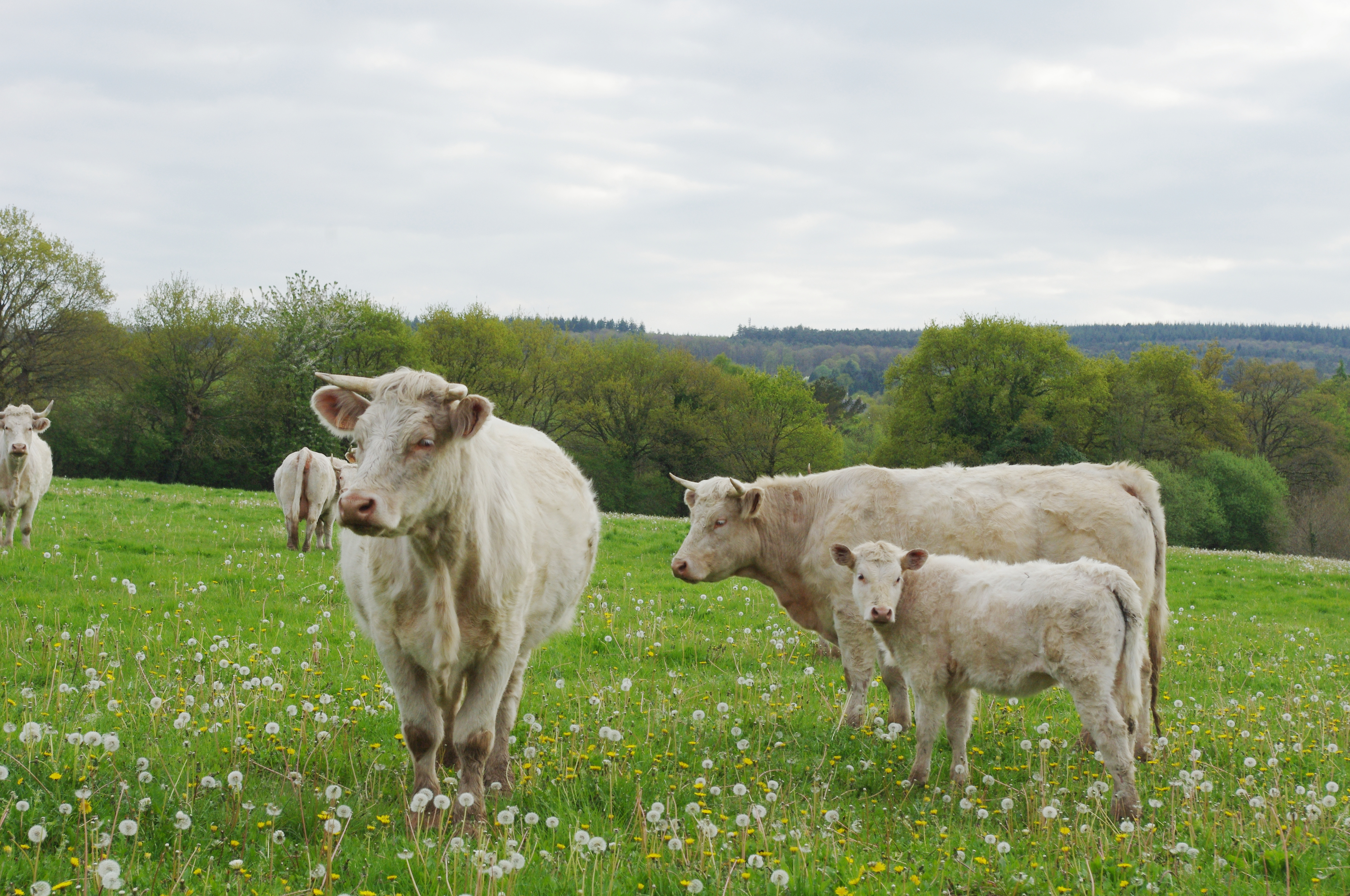Abbeville : une formation pour mieux gérer la santé des veaux