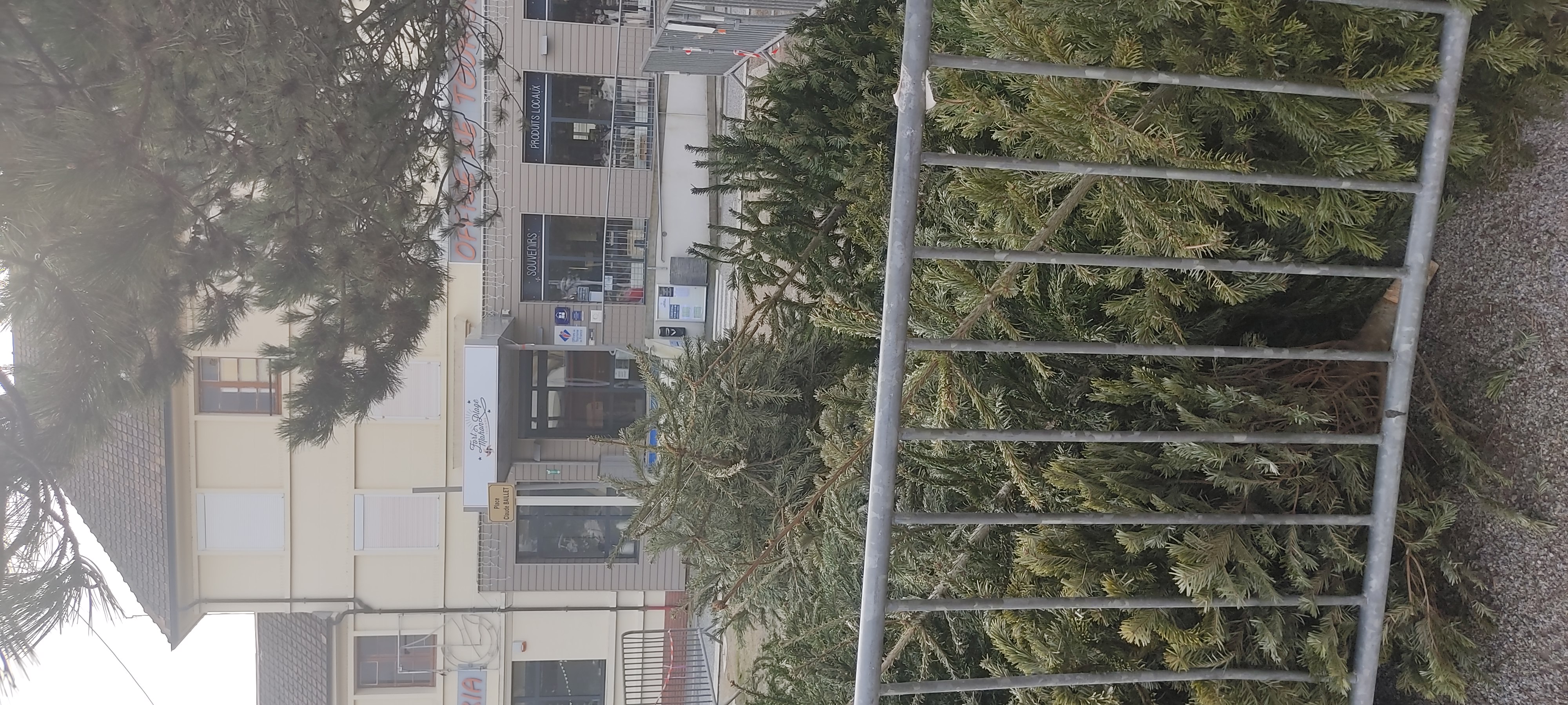 Les sapins de Noël en protection des dunes à Fort-Mahon-Plage