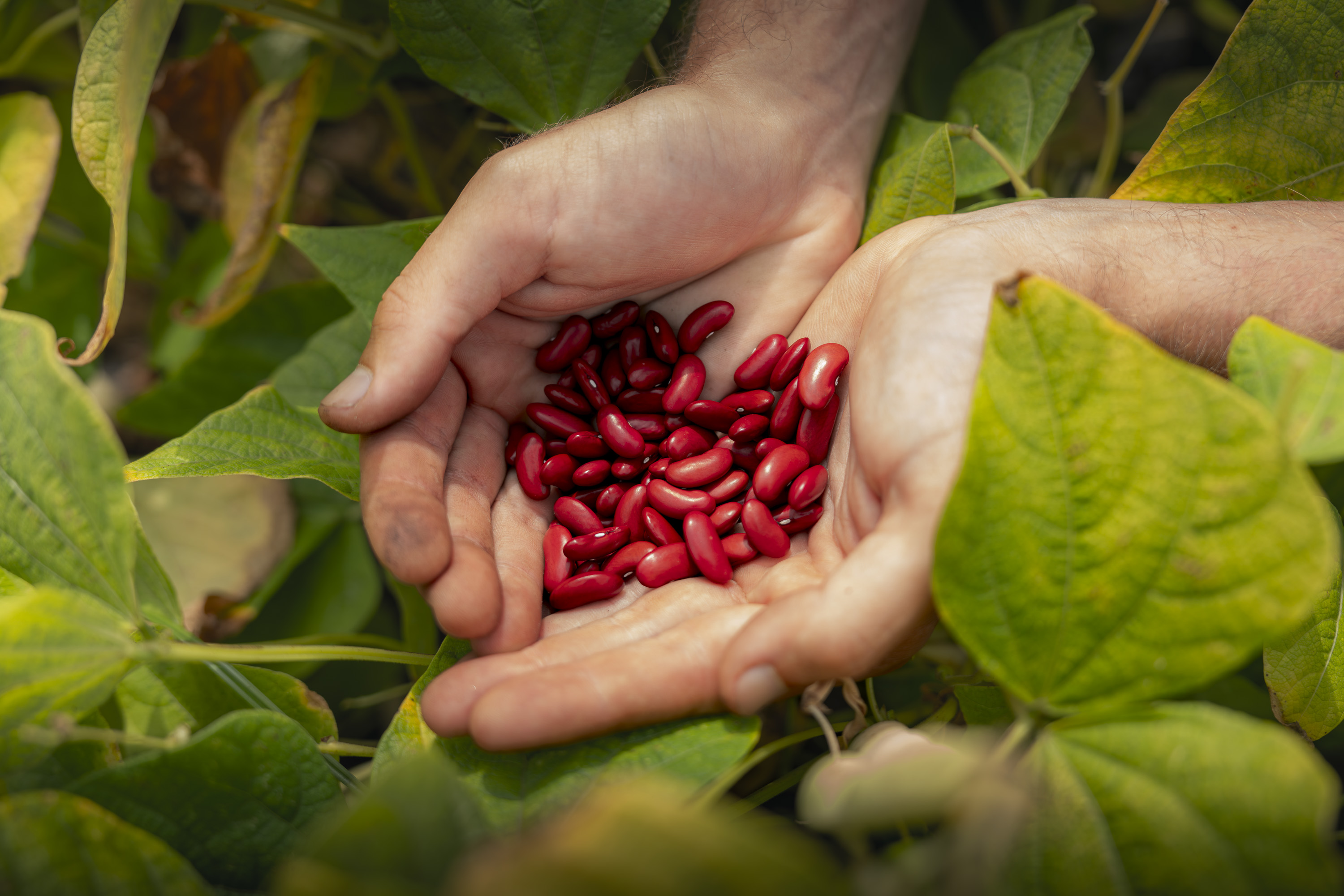 Villeneuve d'Ascq : Bonduelle obtient la certification B Corp