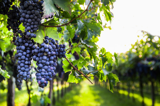 Le Domaine Méo-Camuzet renforce sa présence en Côte de Beaune