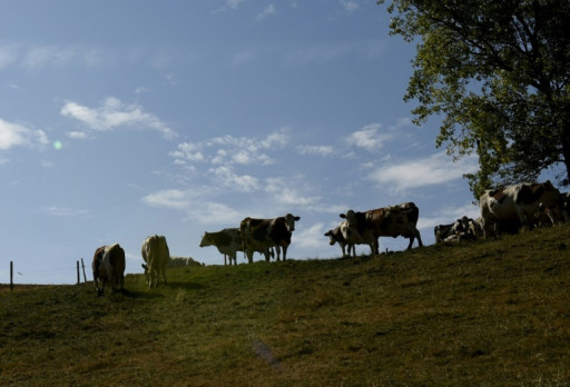 Bruley : la filière ovine face aux défis agricoles et commerciaux