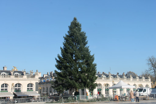 Nancy : le sapin est arrivé place Stanislas