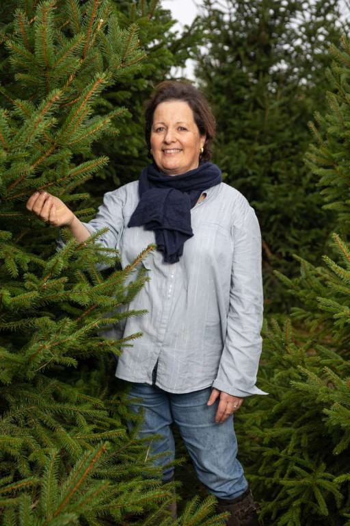 Les Sapins de Noël Vecten, stars des fêtes