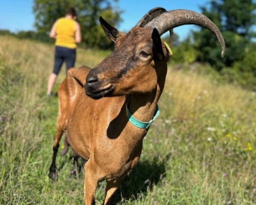 La chèvrerie de Bruyères lance un appel à la solidarité