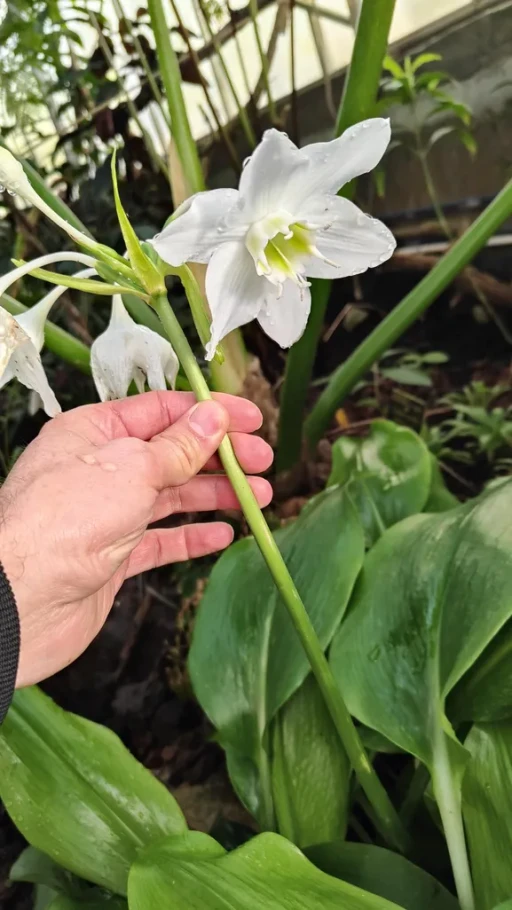 Le lys d'Amazonie éblouit le Jardin Botanique de Metz